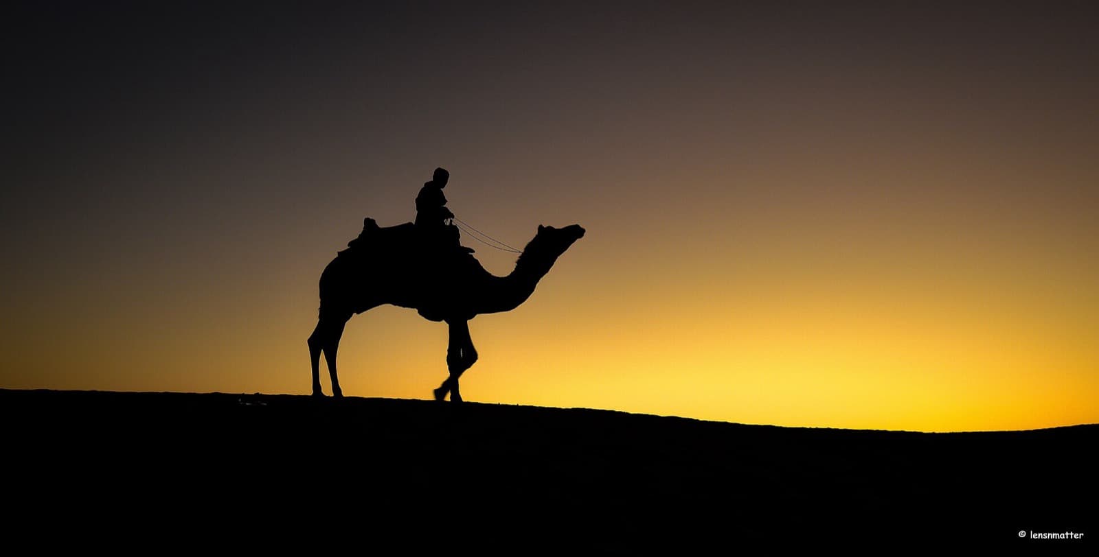 Caravan of camels silhouetted on a dune crest