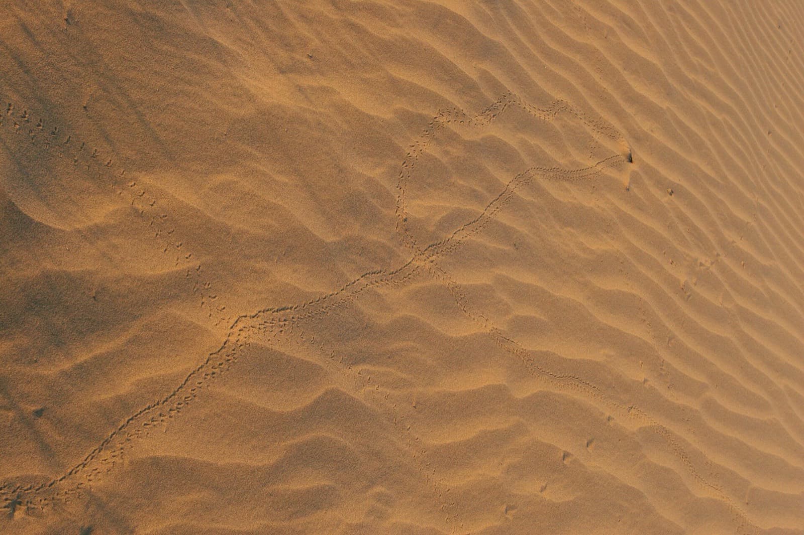 Sand Dunes Photography at MaruWagarh Desert Resort