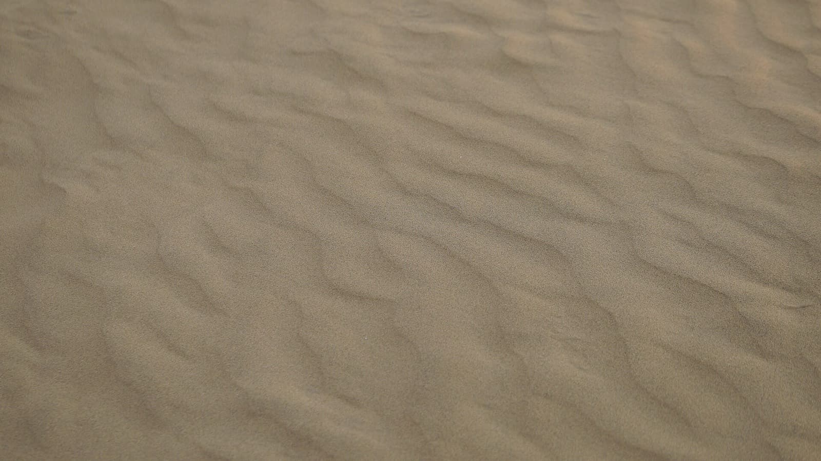 Dune Bashing at MaruWagarh Desert Resort