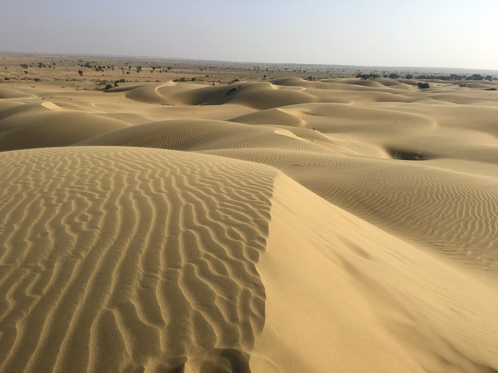 Panoramic sweep of the Thar Desert dunes